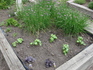 Basil  Blog.JPG